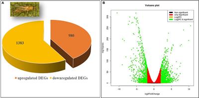 Groundnut Bud Necrosis Virus Modulates the Expression of Innate Immune, Endocytosis, and Cuticle Development-Associated Genes to Circulate and Propagate in Its Vector, Thrips palmi